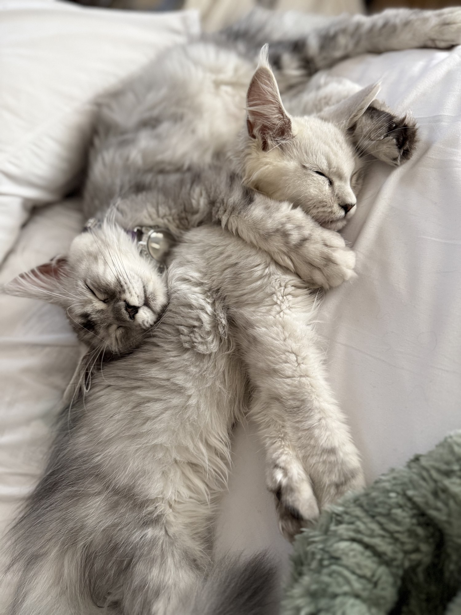 Alaska and Monroe, asleep