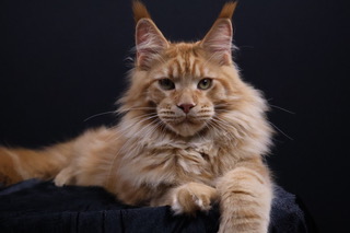 Yukon Flame, our resident king