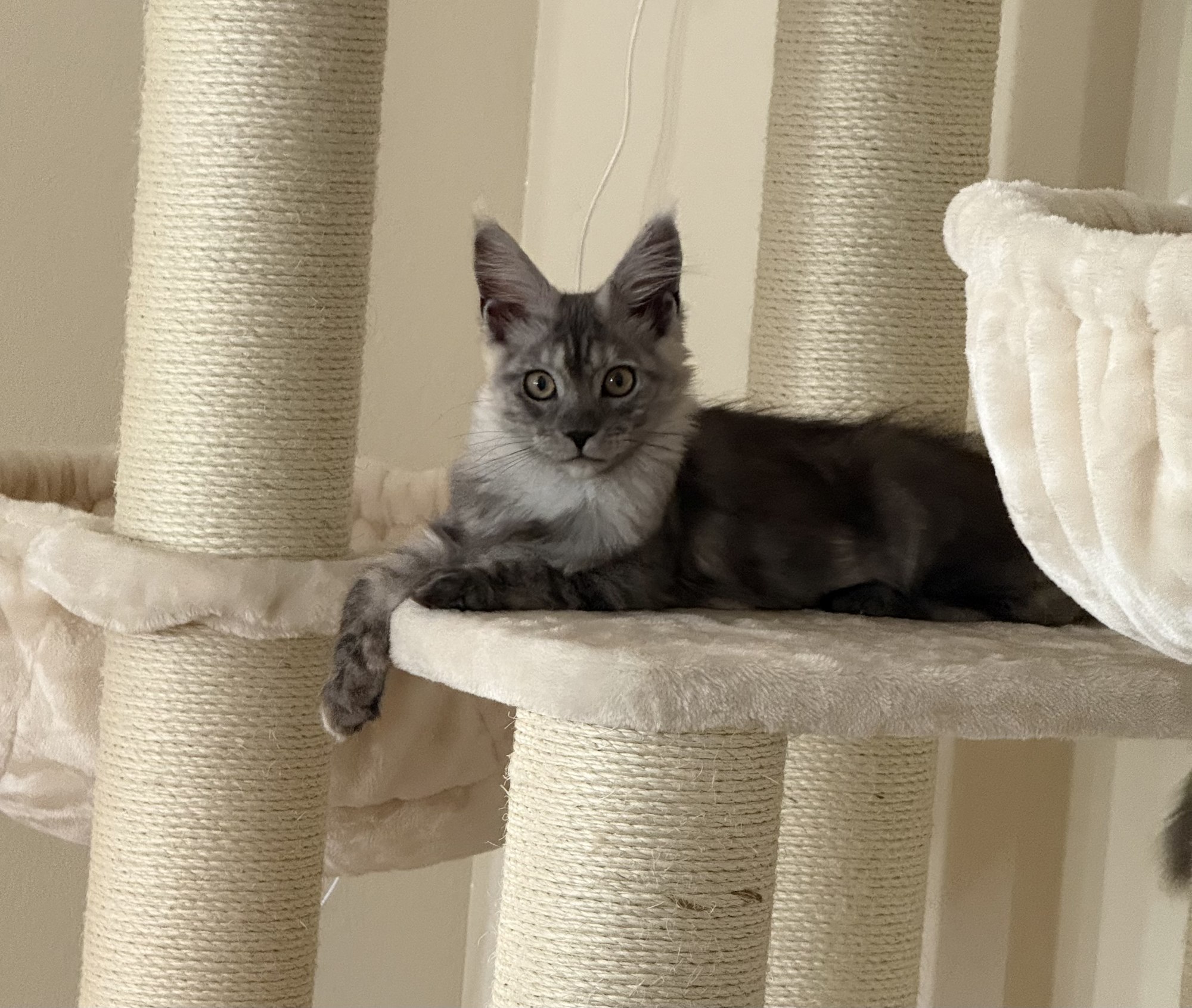 Shira, our matriarch queen