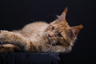 Yukon Flame at rest