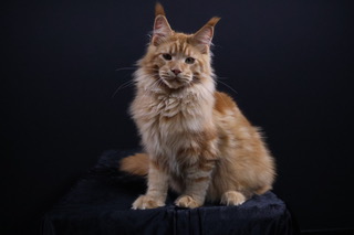 Yukon Flame, our resident king